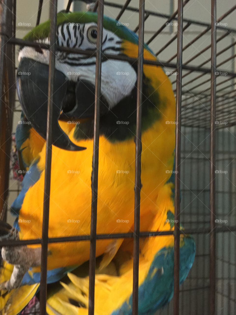 Parrot ara 