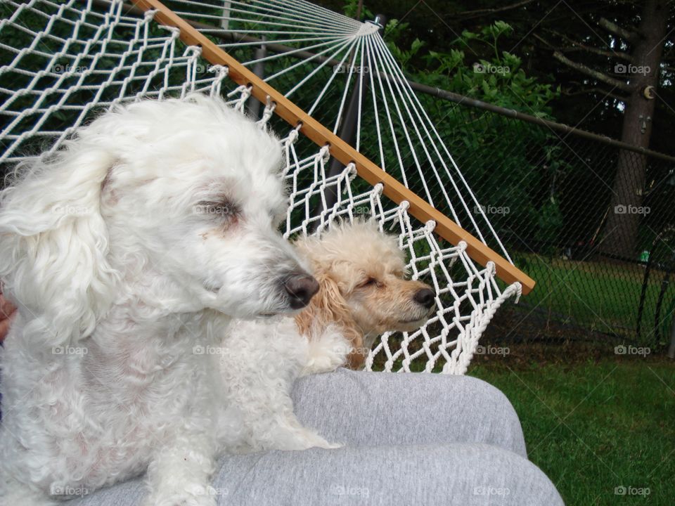 Swinging on a rope hammock with my two poodles. My loved puppies are starting to fall asleep.