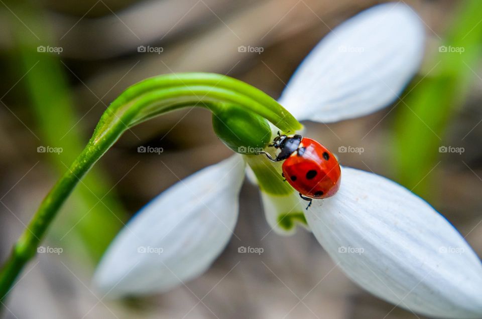 Ladybug