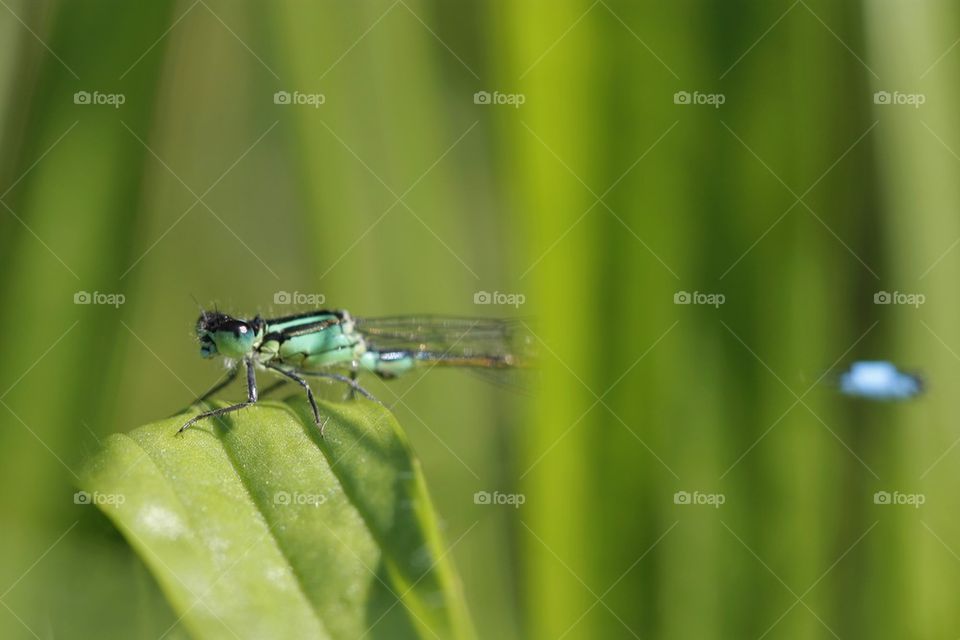 Close-up of a dragonfly