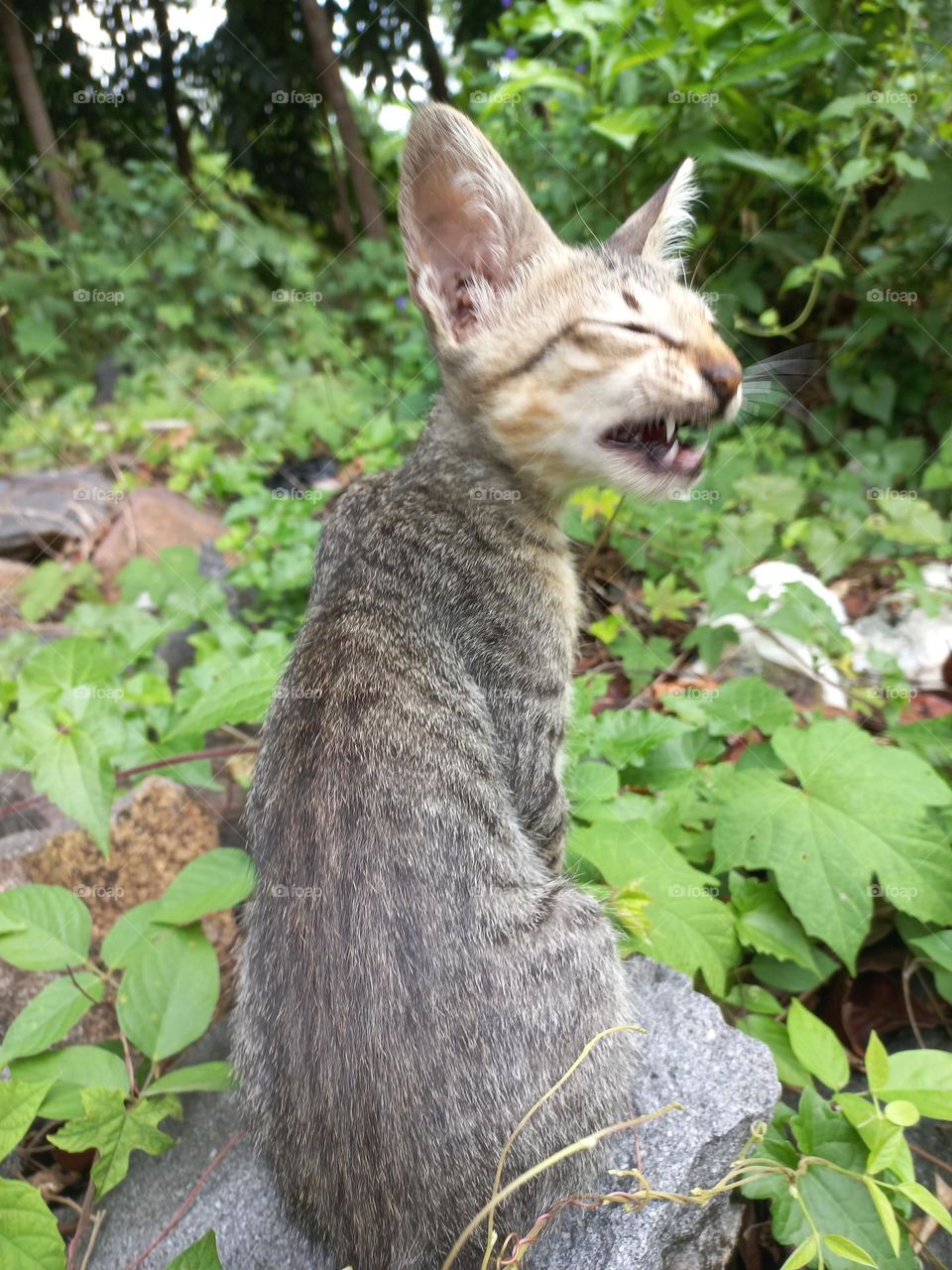 The cute kitten is in the grass garden