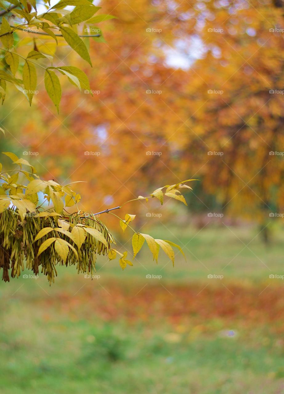 Autumn Landscape