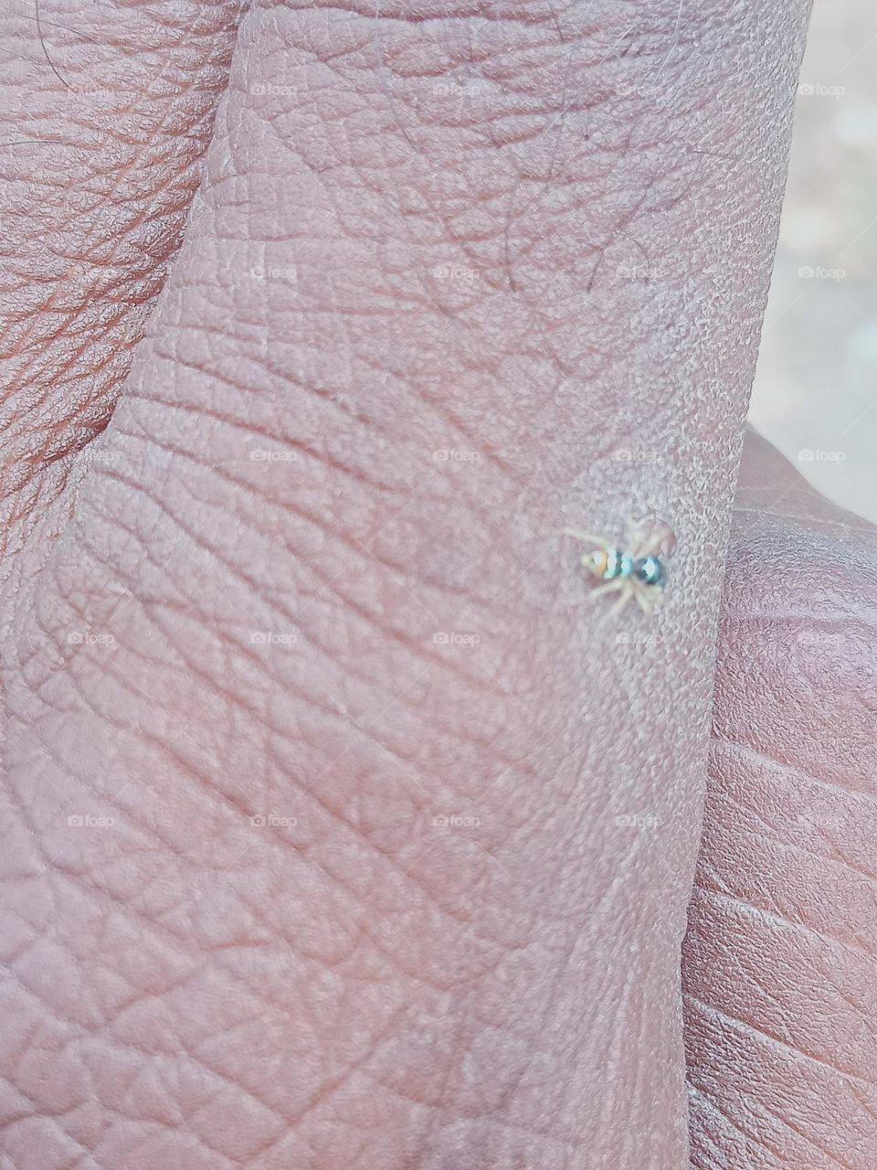 ravarma vanguvo   Little jumping spider, Cute green spider