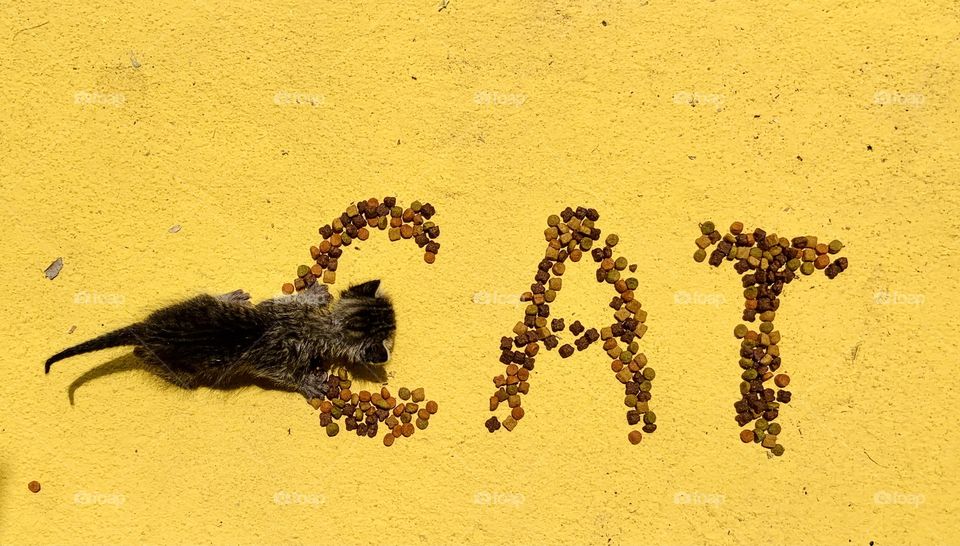 Writing cat with Duty food in yellow background 