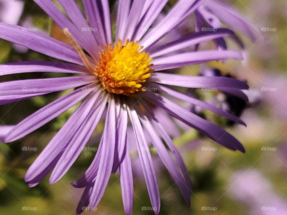 Closeup of Purple Aster.