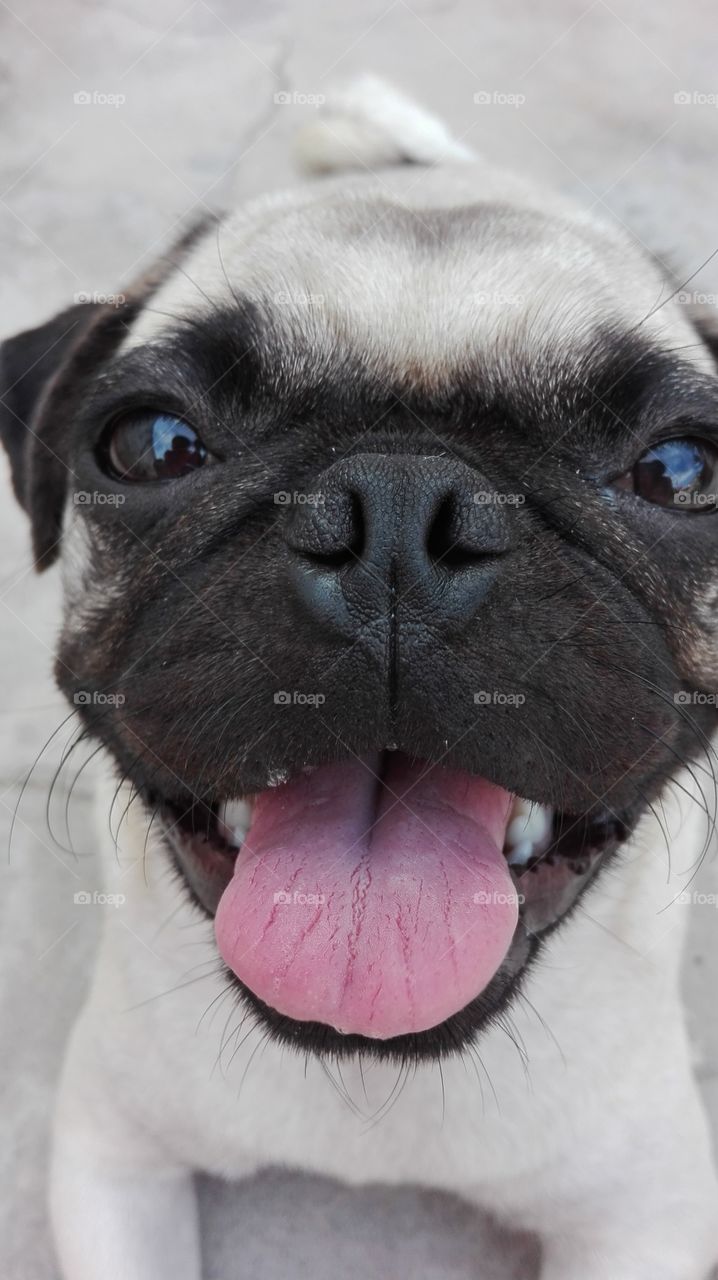 the best happy face pug