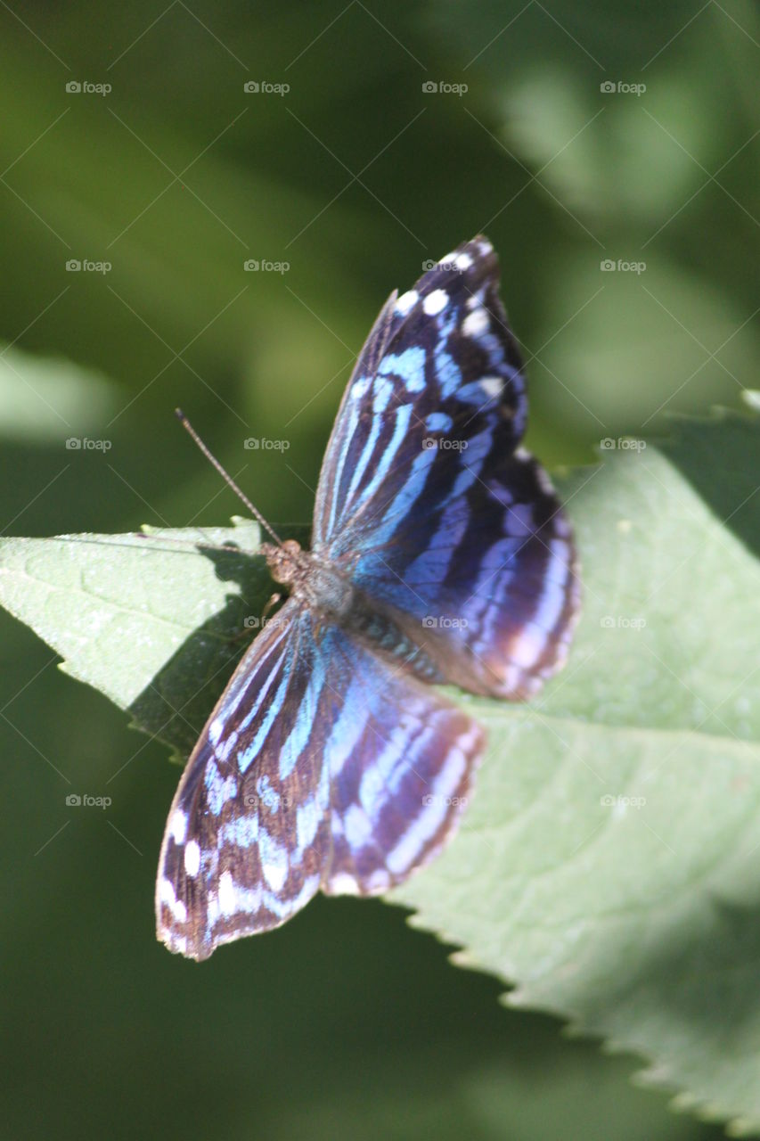 Butterfly black and purple stripes