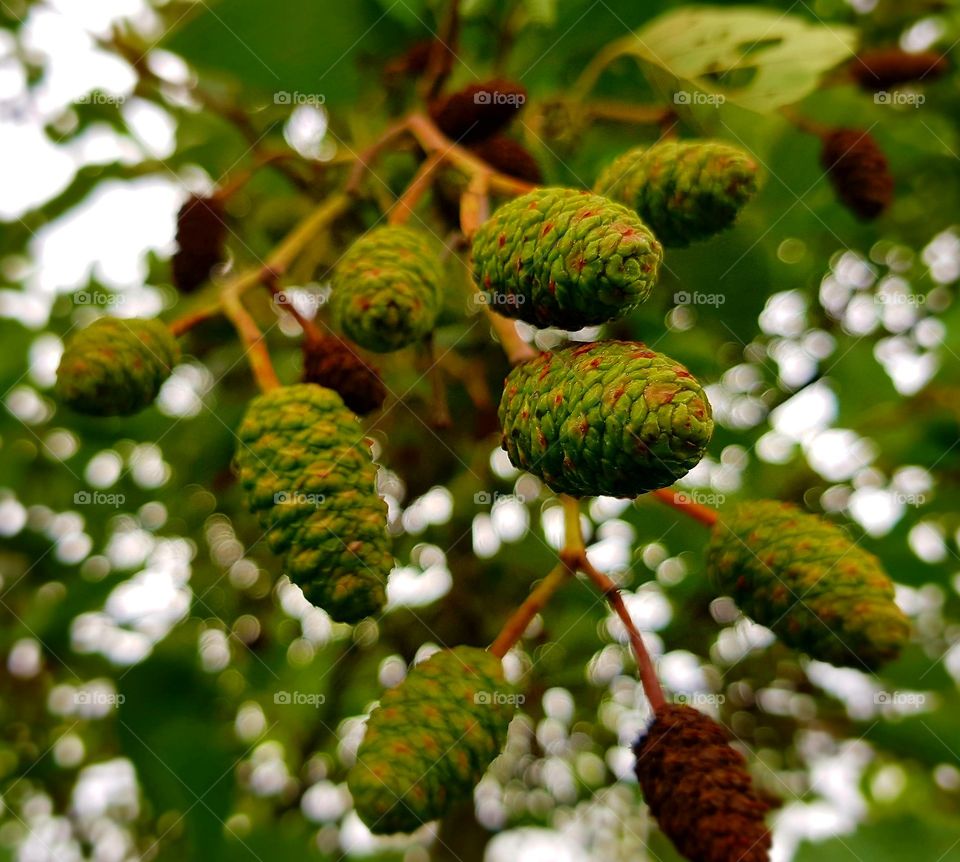 alder cones