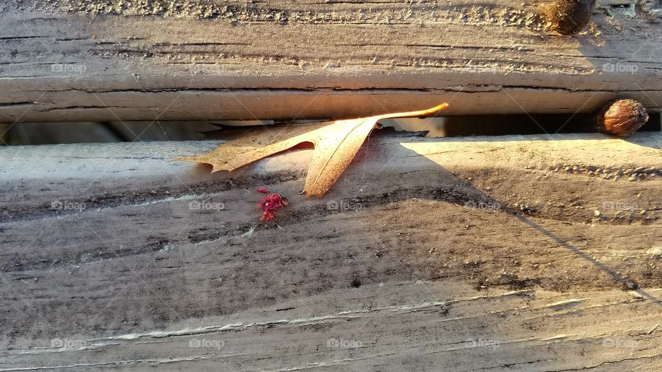 leaf caught on bench with shadows.