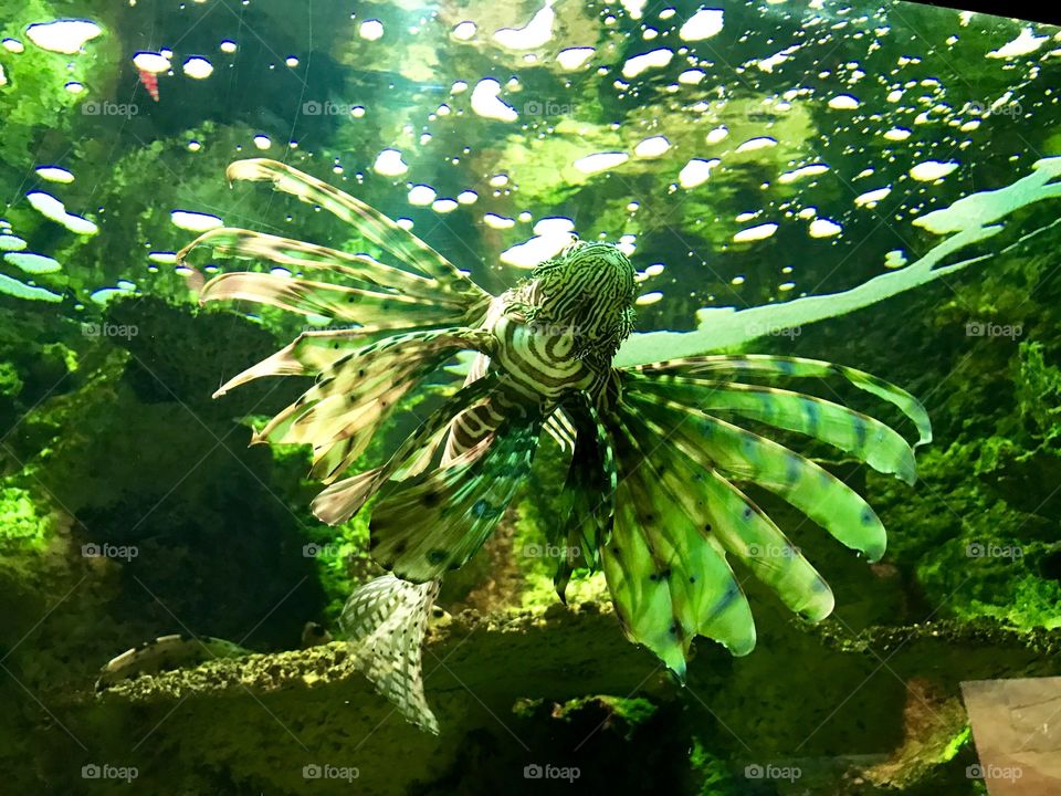 Lionfish 