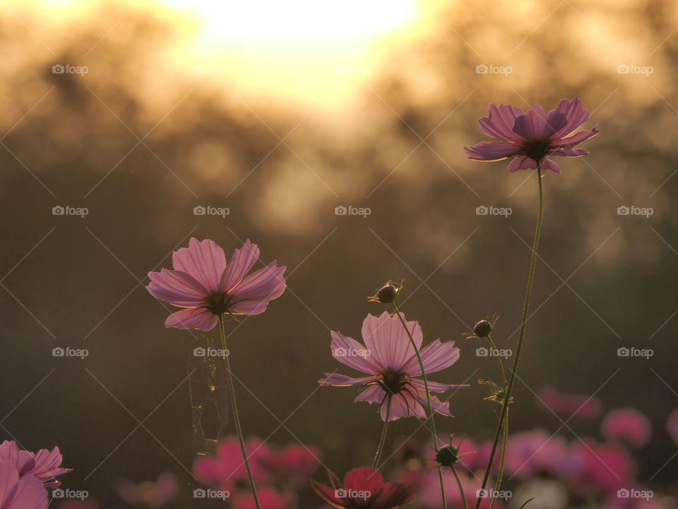 Cosmos flower. Cosmos flower capture at sunset