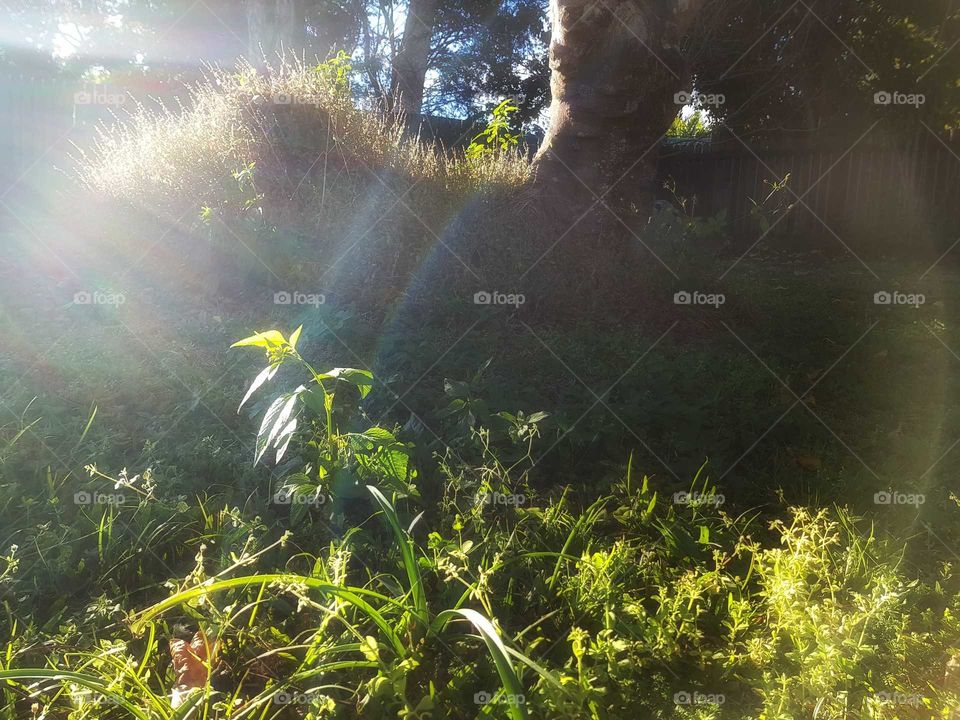 winterarvointhebackyard