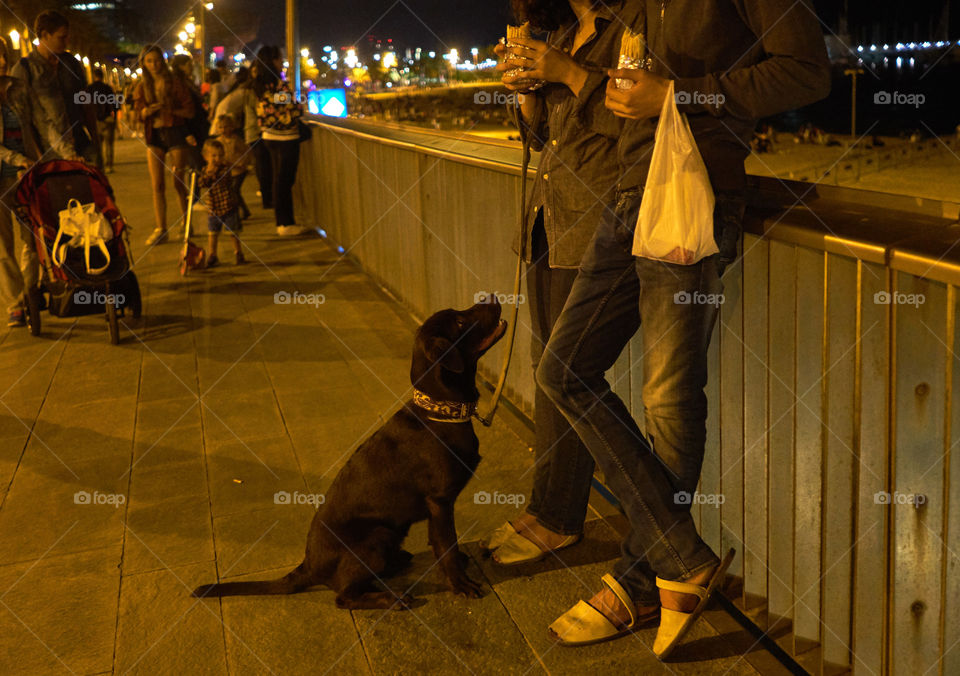 Night portrait of a Labrador Retriever asking for food