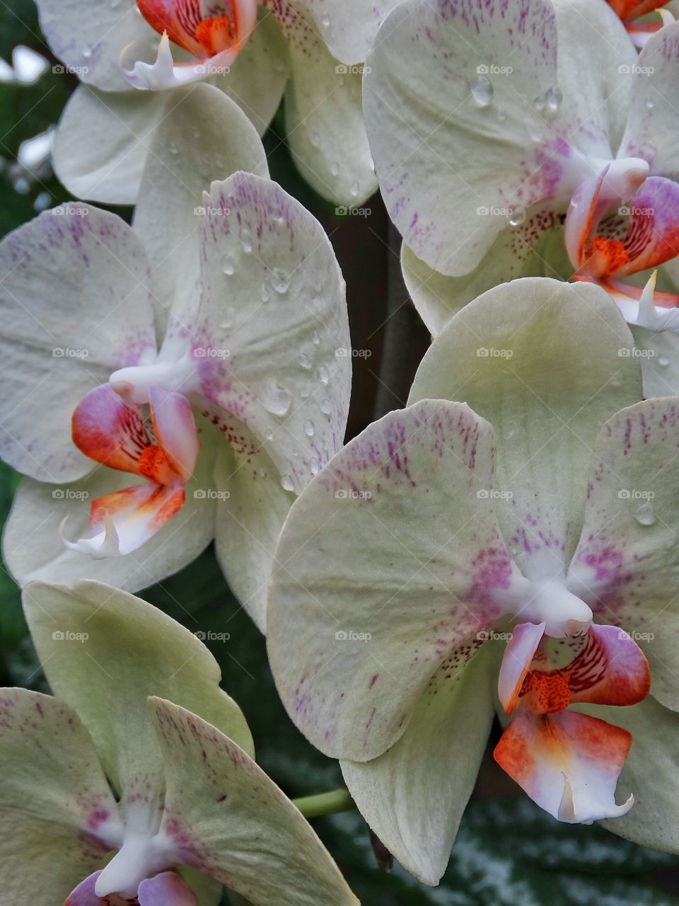 Wild Orchids. Orchids Blooming In A Tropical Setting
