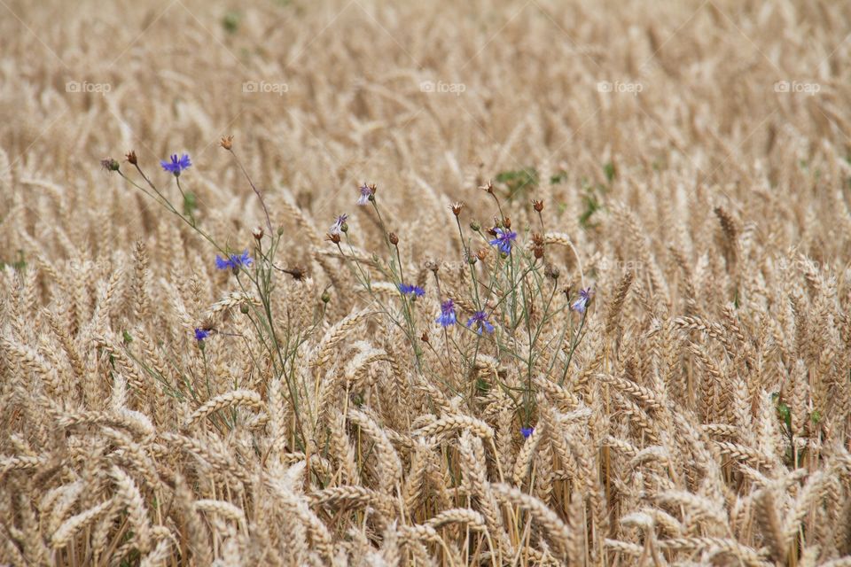 Cornflower and the wheat . Cyanus segetum 