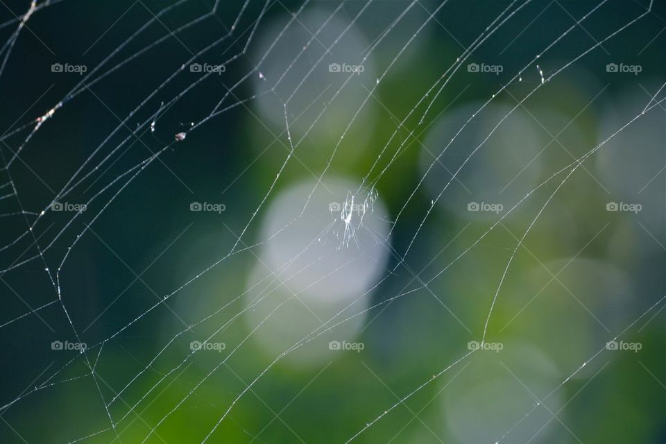 Spider net