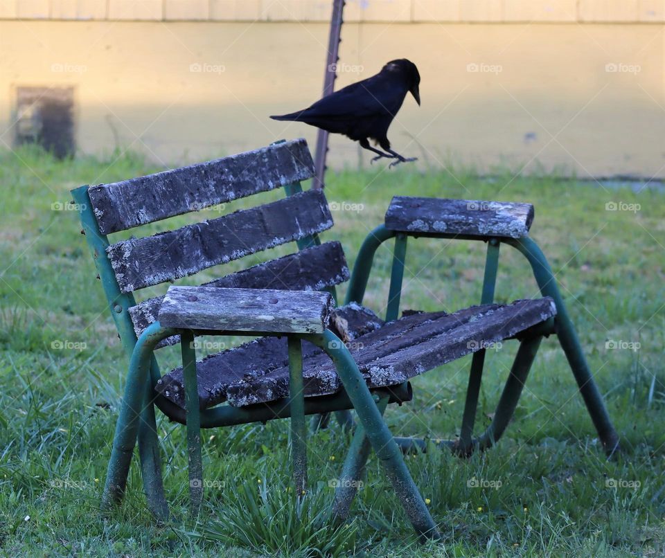 Crow jumping on the bench