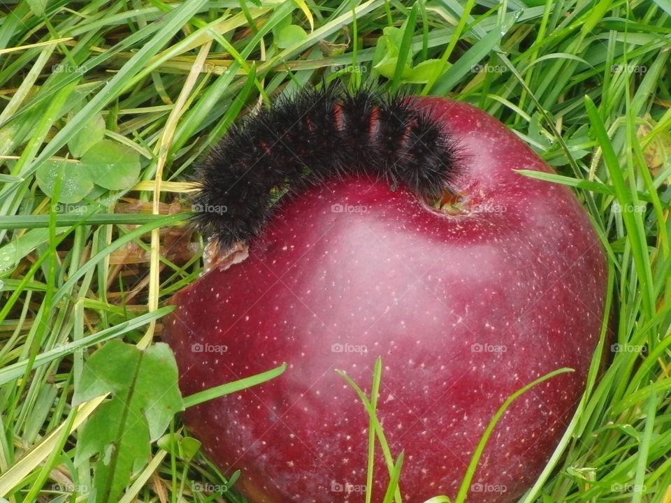 Caterpillar on Apple