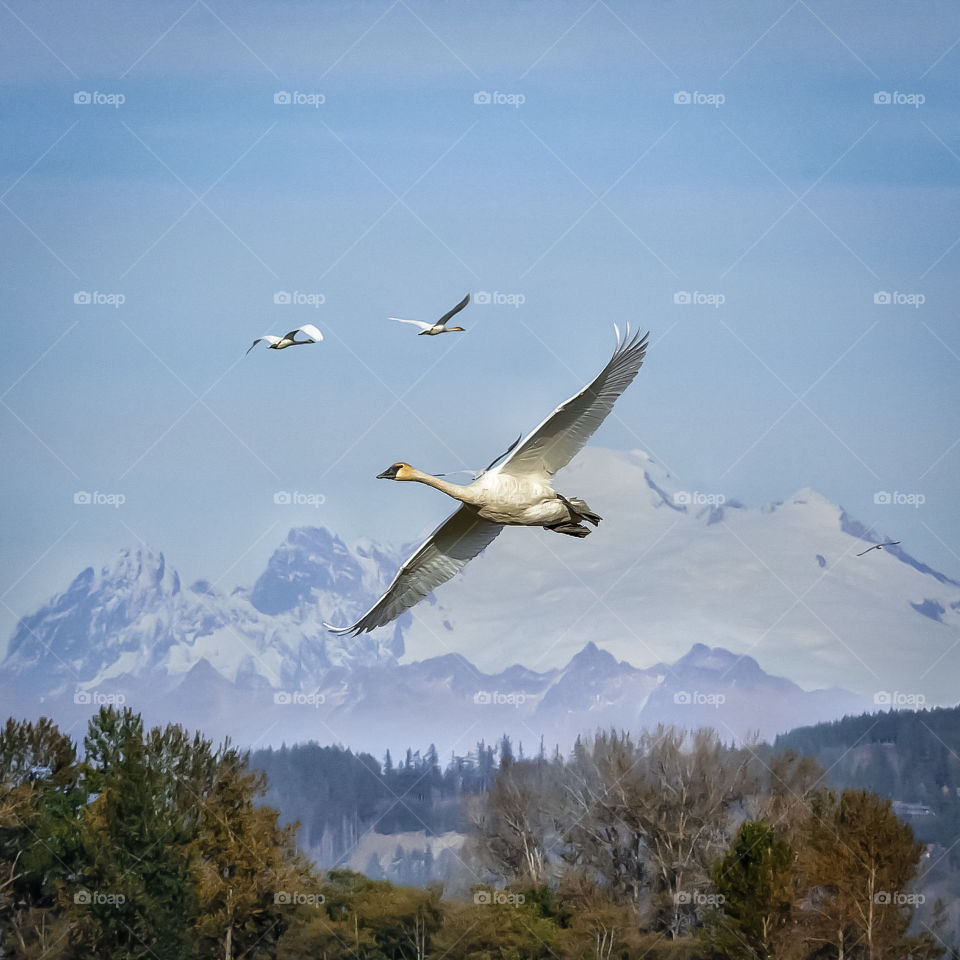 Trumpeter swans flying over the Cascade Mountains