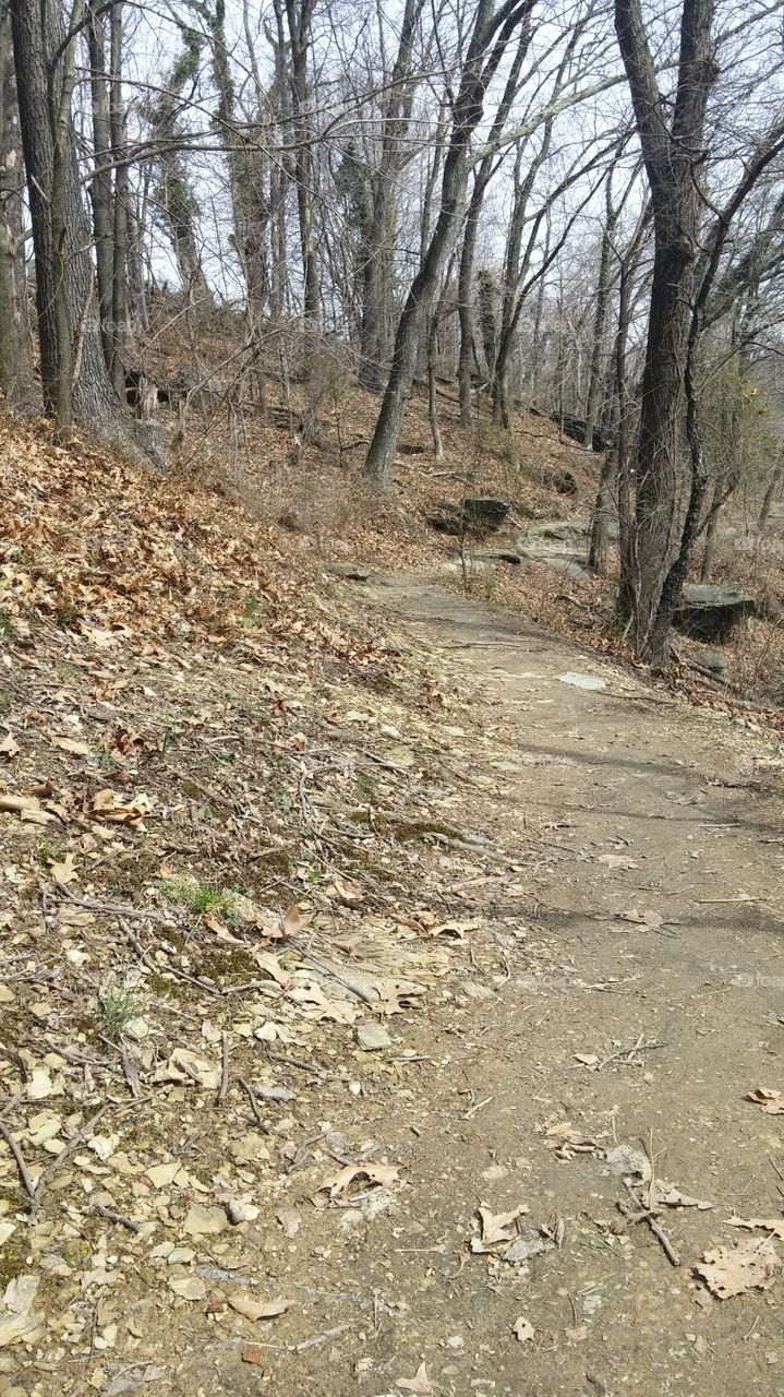 Nature, Landscape, Tree, Wood, No Person