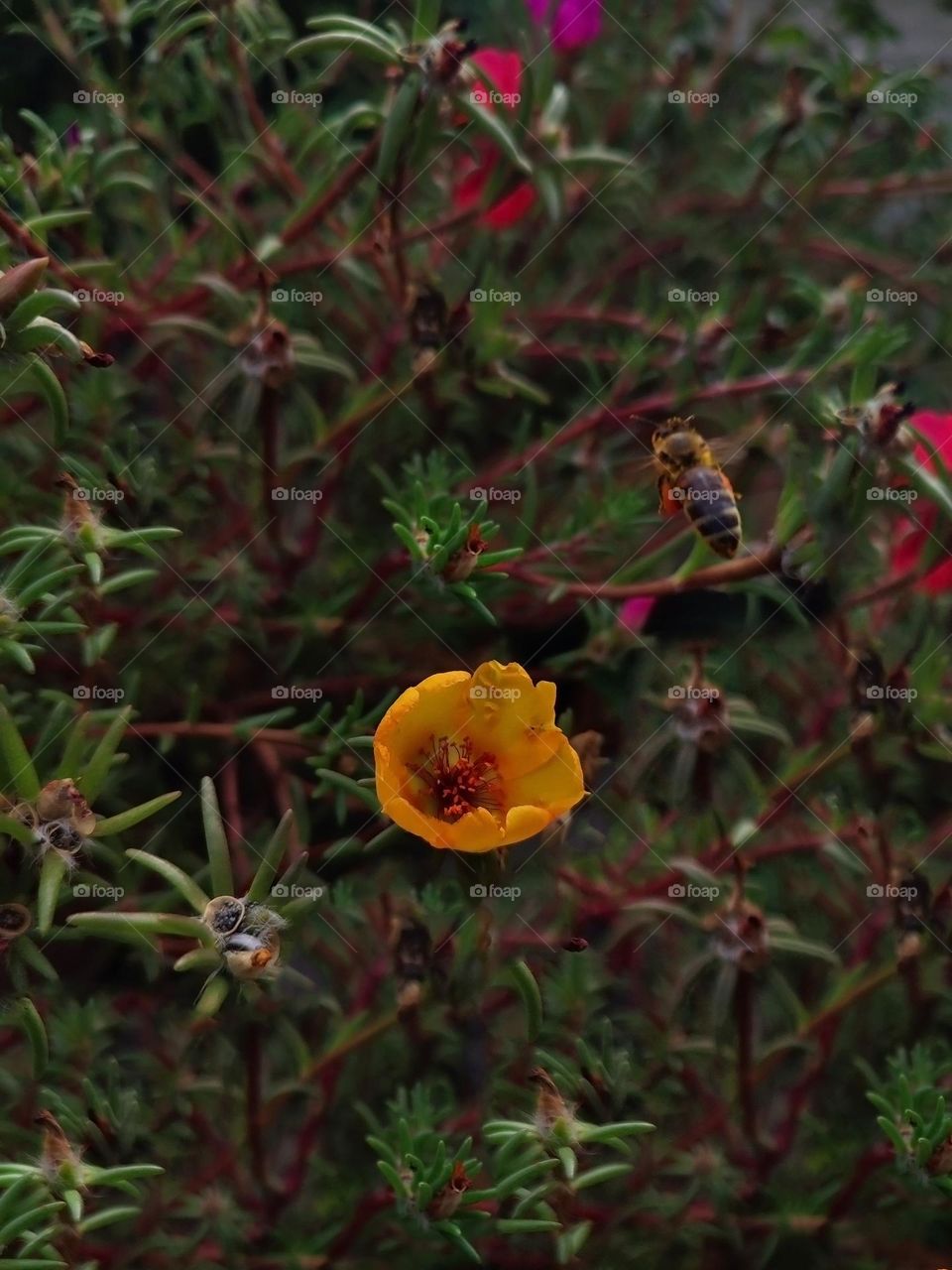 Macro photo of a summer plants