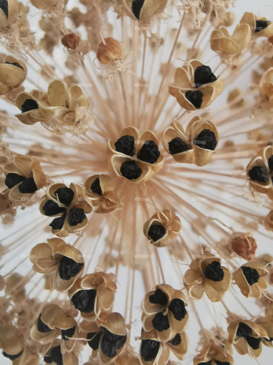 Close-up of dried Giant Allium