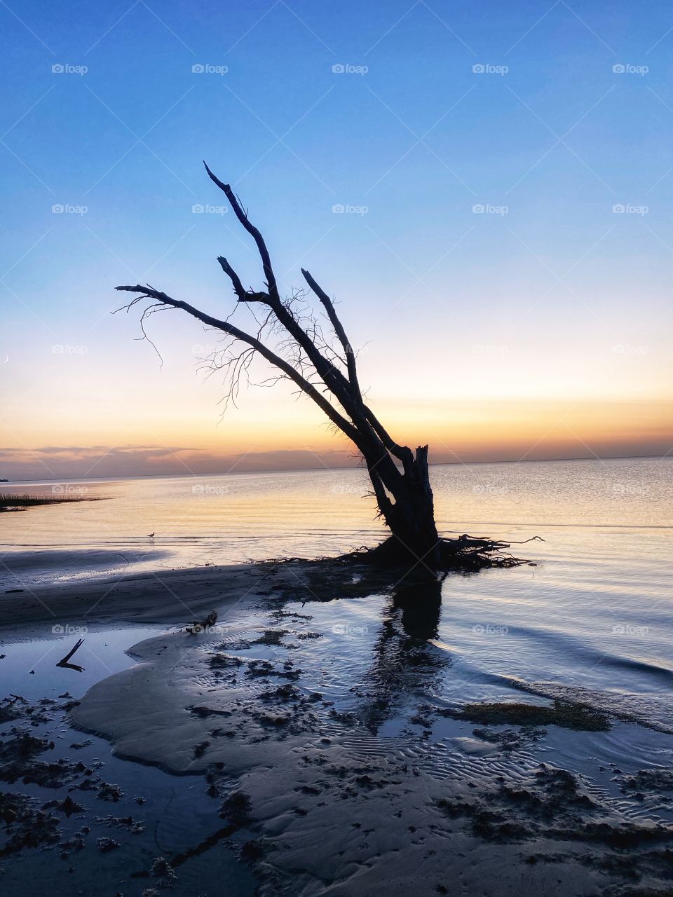 Lonely tree at sunset