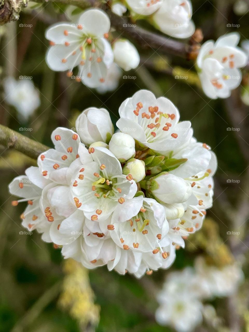 Pretty apple blossom just opening up in the Spring sunshine 💚🤍