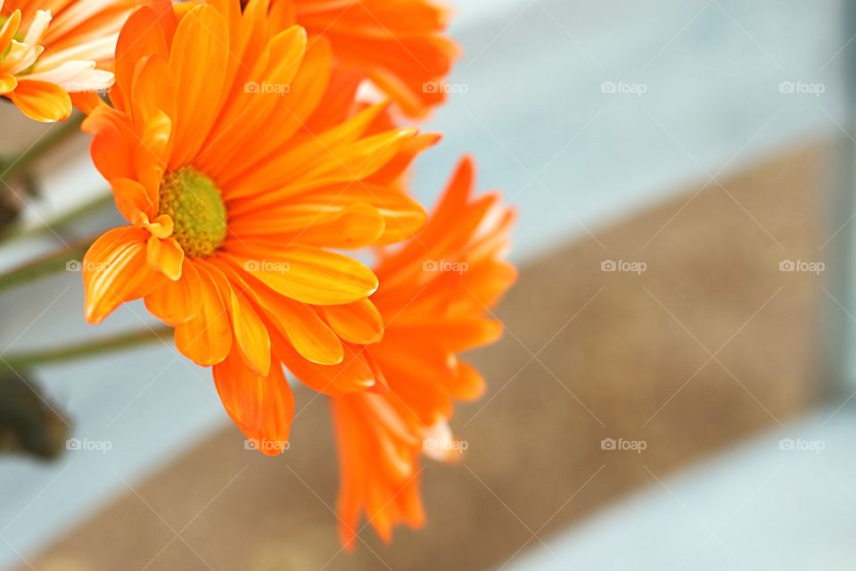View of orange flowers