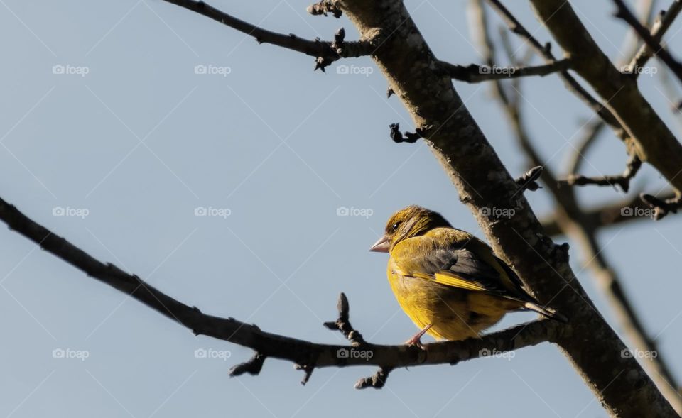 A yellow wild canary sitting in a tree