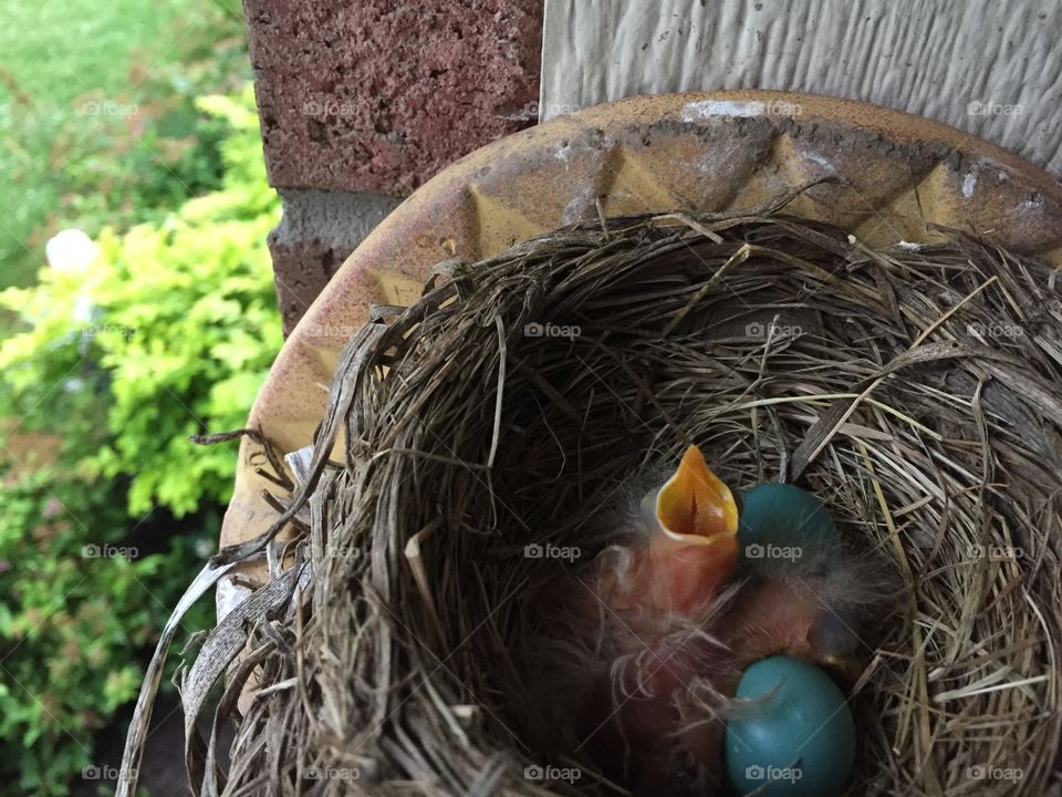 Hungry Baby Robins . Baby Robins waiting for a nice juicy worm.