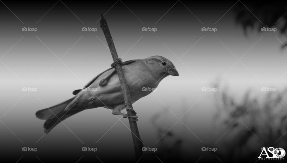 Sparrow in Black & white