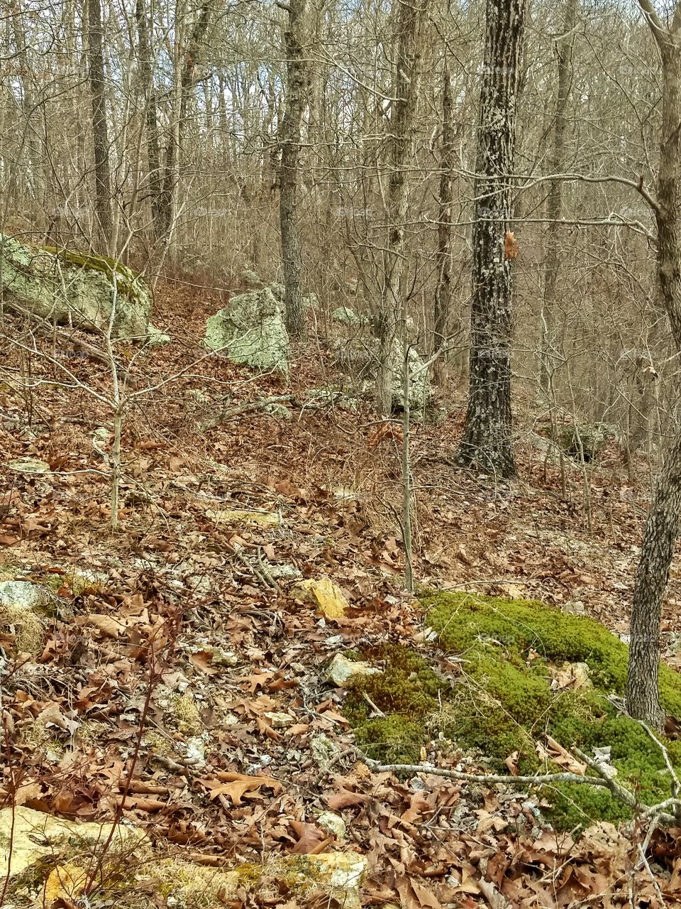 Green mossy rocks along hiking trail.