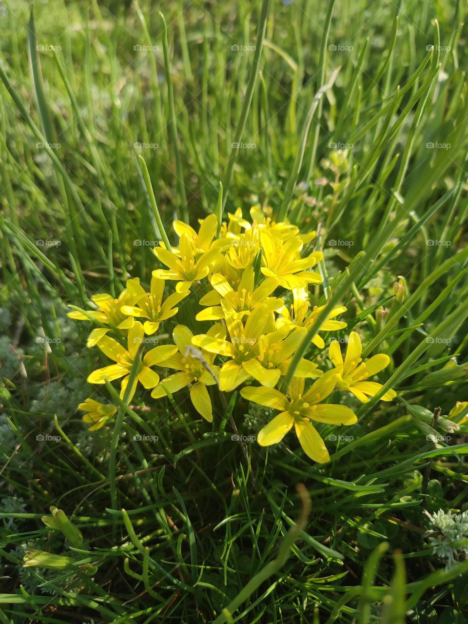 Yellow spring flowers blooming