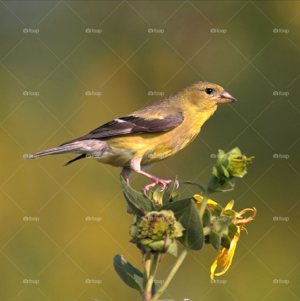 american goldfinch