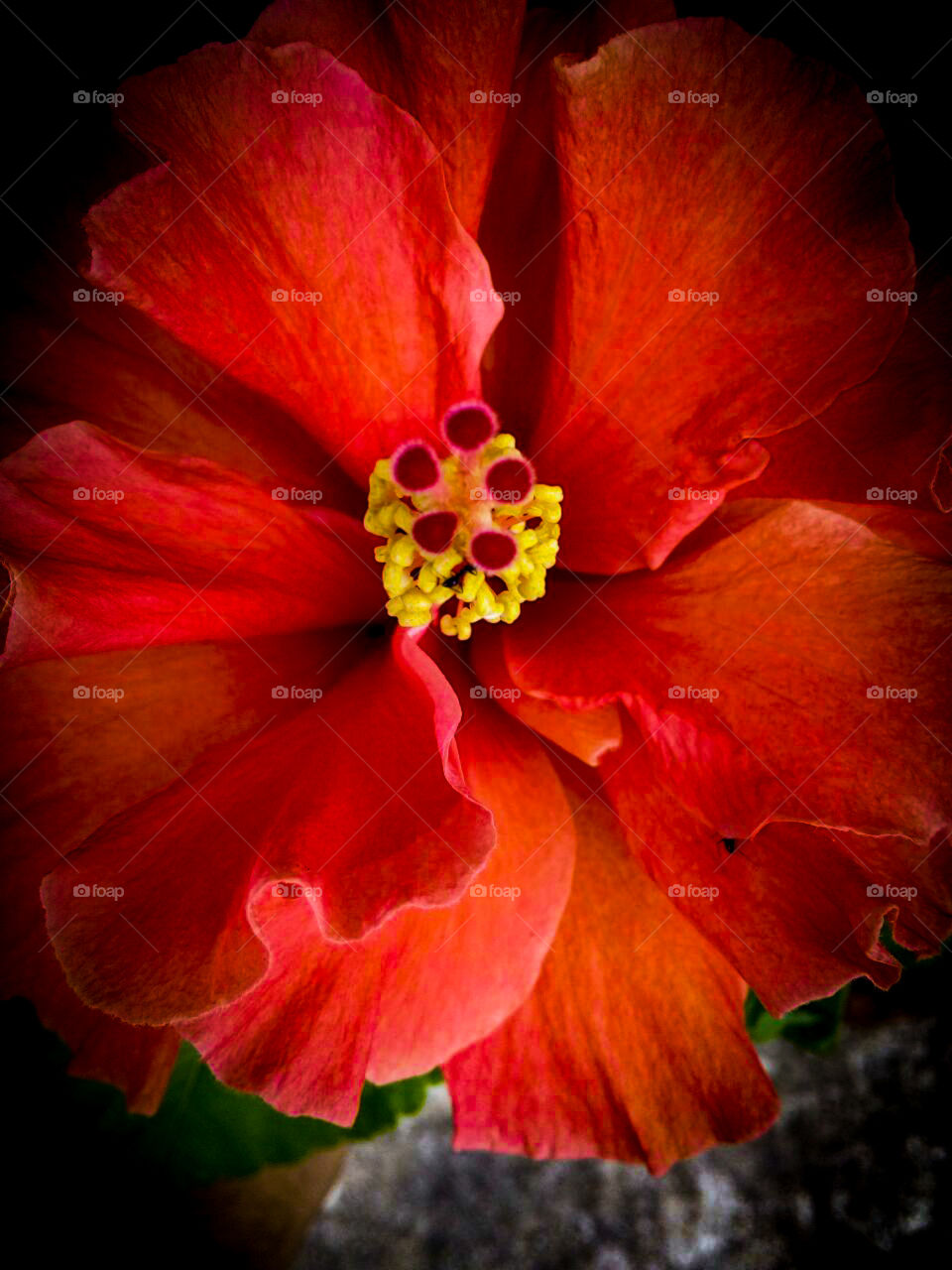 Gorgeous red china rose