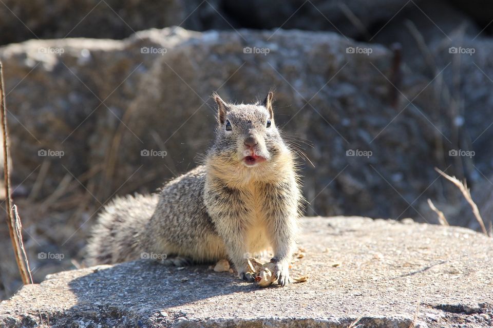 Squirrel 