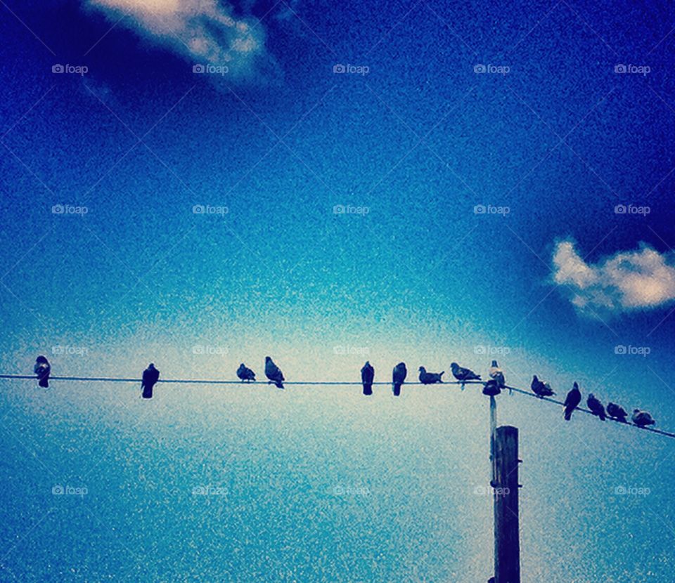 Bird on a wire.. Cliche.