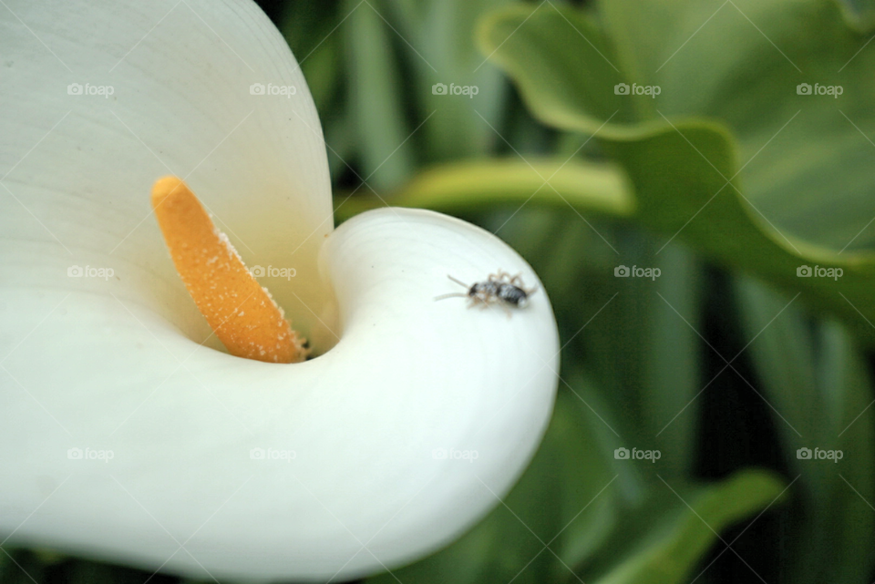 Altar Lily with a living bug
Springs