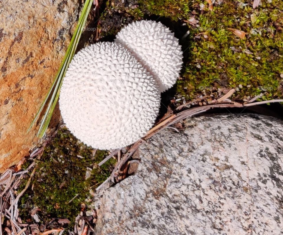 Mushrooms in the forest.