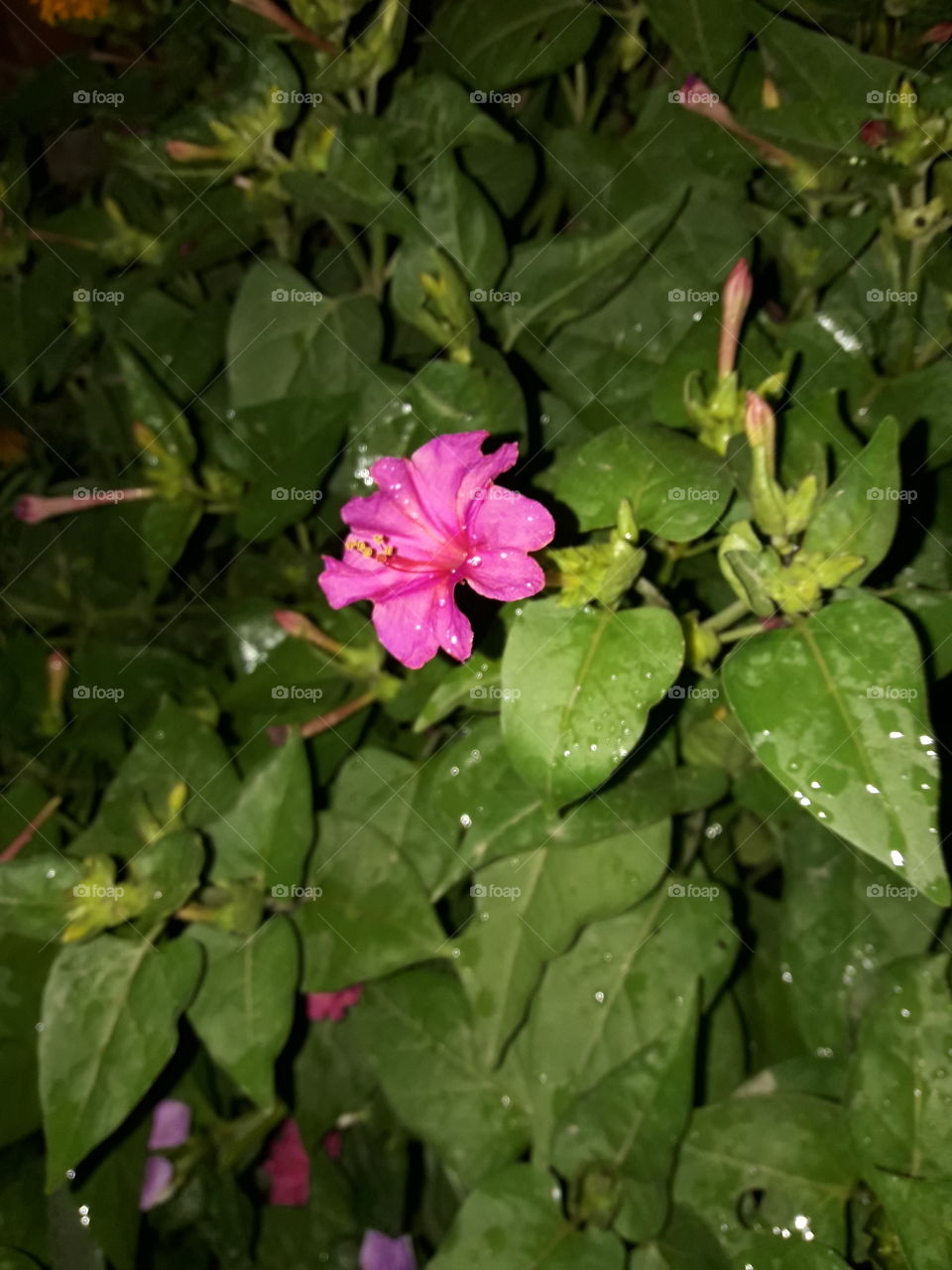 pink flowers