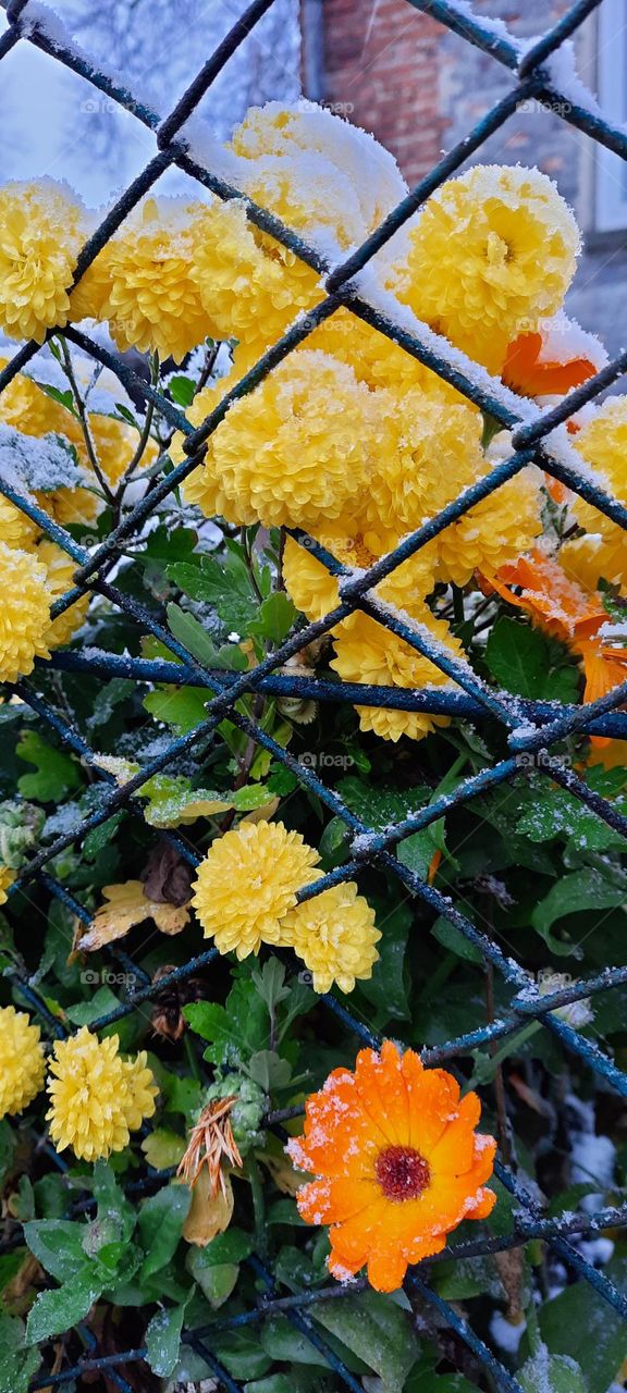 colors of autumn with snow 5