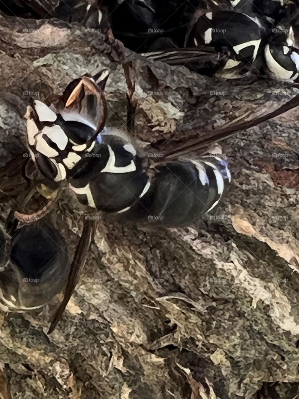 Bald faced hornet
