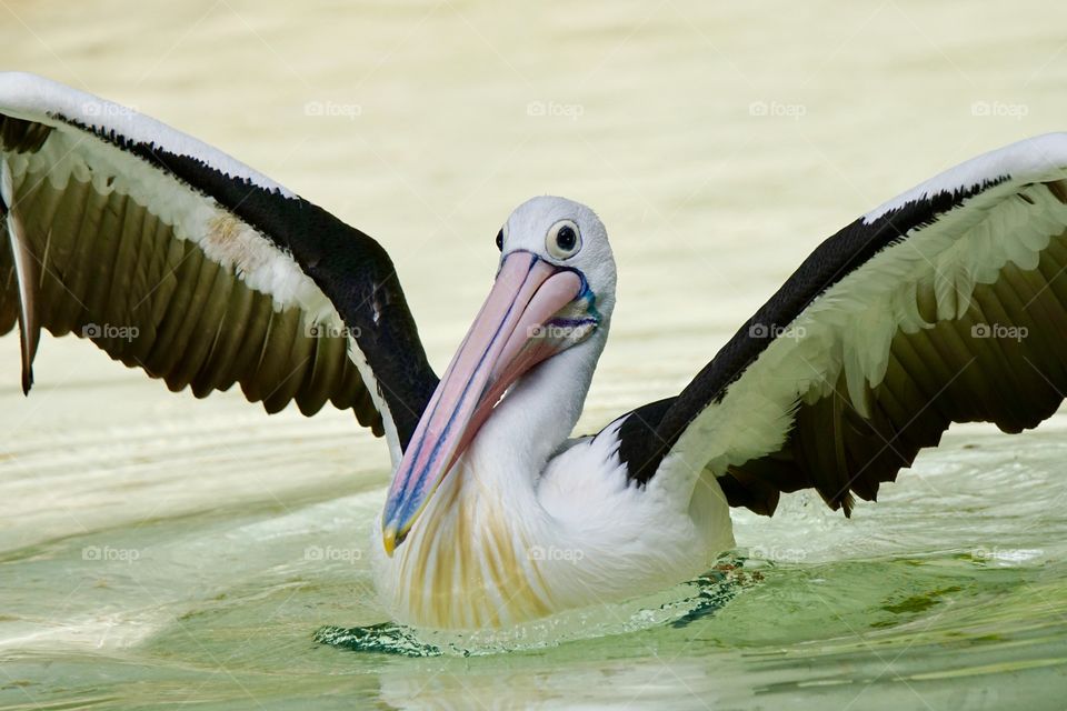 Pelican with wings spread