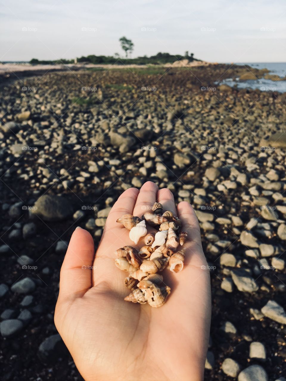 Always collecting shells from every beach I visit 