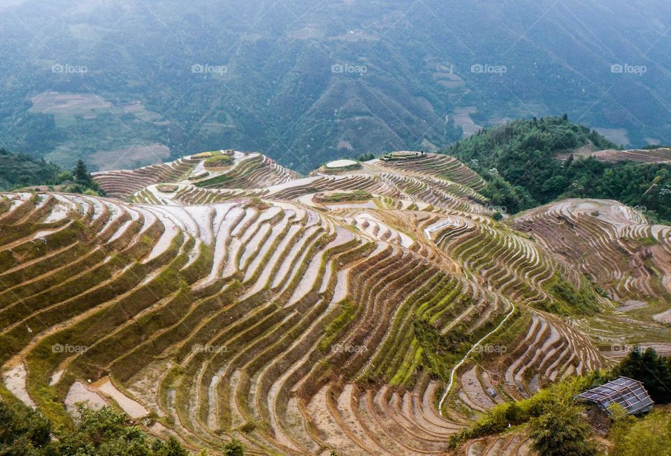 Asian rice hills