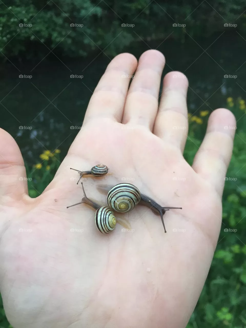 Die Hand 