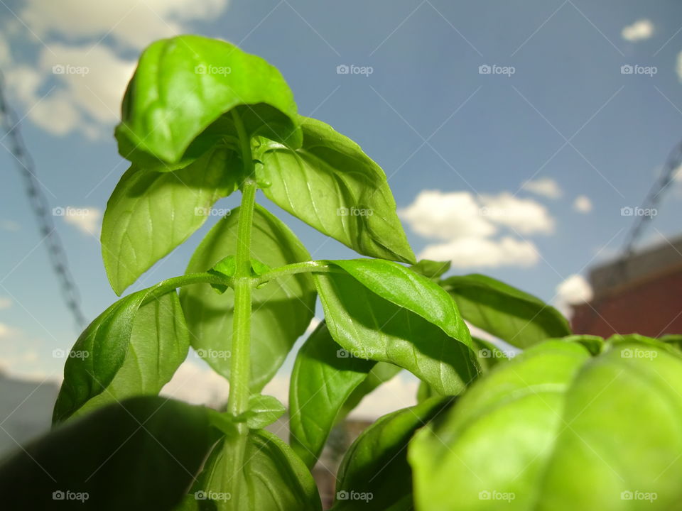 Basil indoors