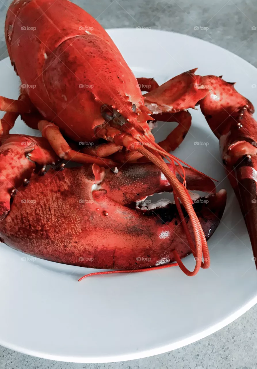Red lobster 