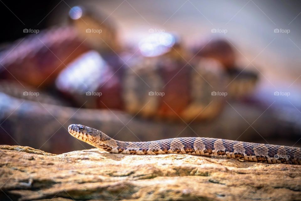A juvenile Northern Water Snake basks in the sun on a rock. It’s too young to join in the snake ball activity that happening in the background.